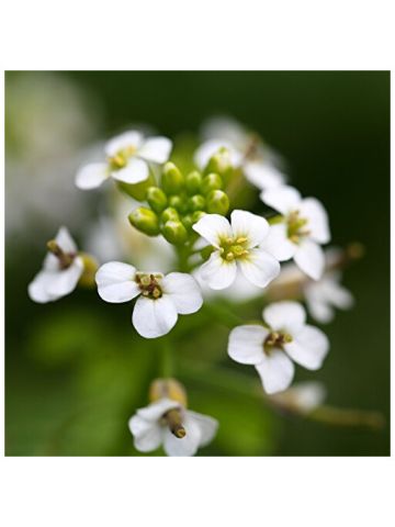 Outsidepride Watercress - 5000 Seeds