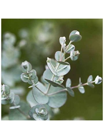 Outsidepride Eucalyptus Globulus Silverdrop